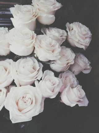WHITEROSE